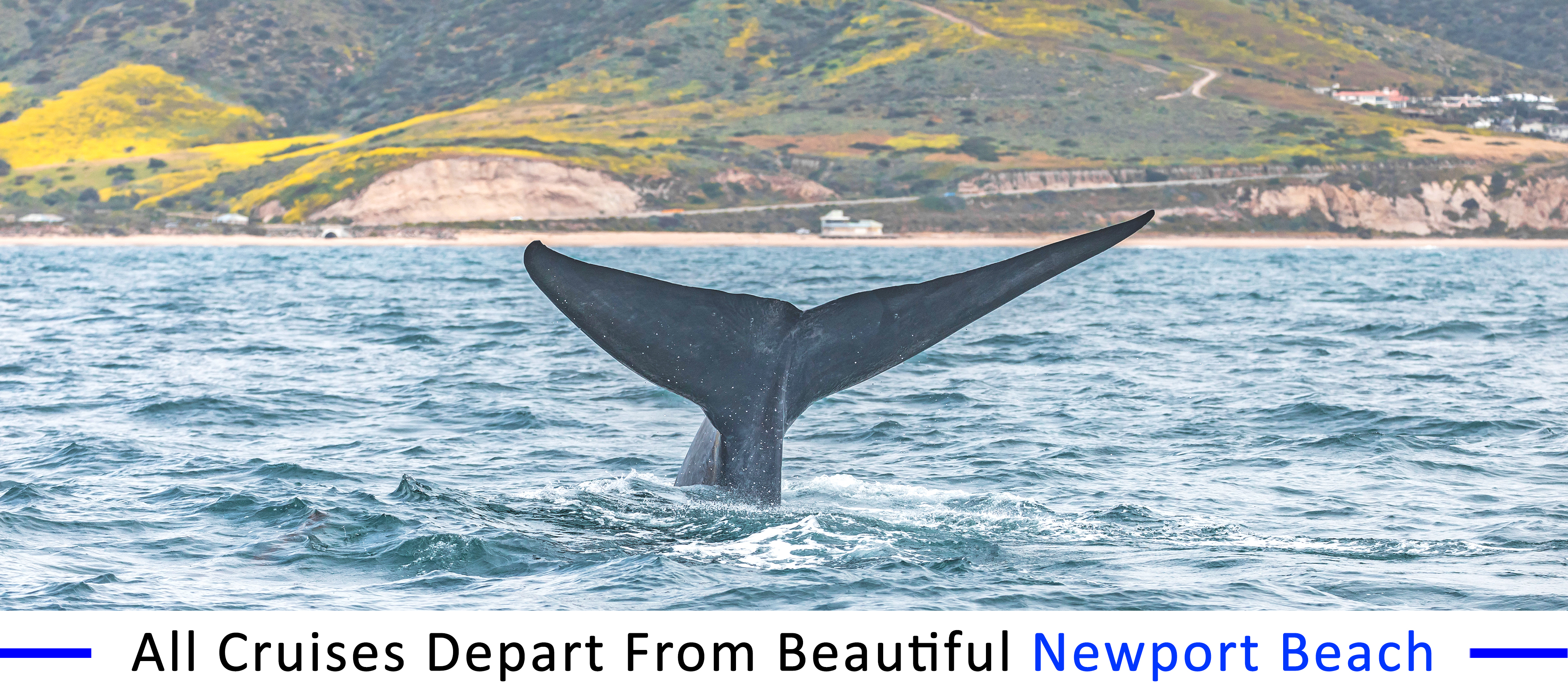 whale-watching-catalina-island whale-watching-catalina-island-group-pricing